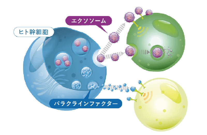 エクソソームというのは､細胞が作る小さなカプセルのようなもので、エクソソームの中には細胞間の情報伝達に用いられる様々な情報伝達物質やマイクロRNA、HSP等、 多数のタンパク質を持っています。 現在は、医学や美容分野で盛んに研究されています。